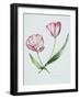 Florists Tulip Mabel-Sally Crosthwaite-Framed Giclee Print