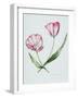 Florists Tulip Mabel-Sally Crosthwaite-Framed Giclee Print