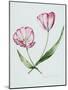 Florists Tulip Mabel-Sally Crosthwaite-Mounted Giclee Print