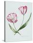 Florists Tulip Mabel-Sally Crosthwaite-Stretched Canvas