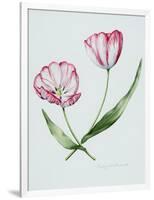 Florists Tulip Mabel-Sally Crosthwaite-Framed Giclee Print