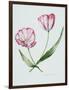 Florists Tulip Mabel-Sally Crosthwaite-Framed Giclee Print