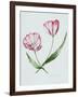 Florists Tulip Mabel-Sally Crosthwaite-Framed Giclee Print