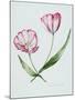 Florists Tulip Mabel-Sally Crosthwaite-Mounted Giclee Print