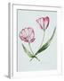 Florists Tulip Mabel-Sally Crosthwaite-Framed Giclee Print