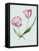 Florists Tulip Mabel-Sally Crosthwaite-Framed Stretched Canvas