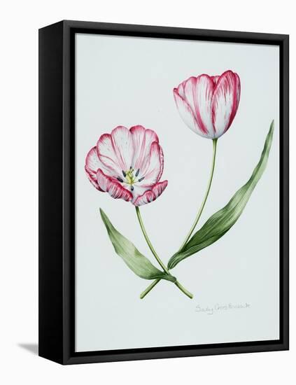 Florists Tulip Mabel-Sally Crosthwaite-Framed Stretched Canvas