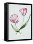 Florists Tulip Mabel-Sally Crosthwaite-Framed Stretched Canvas