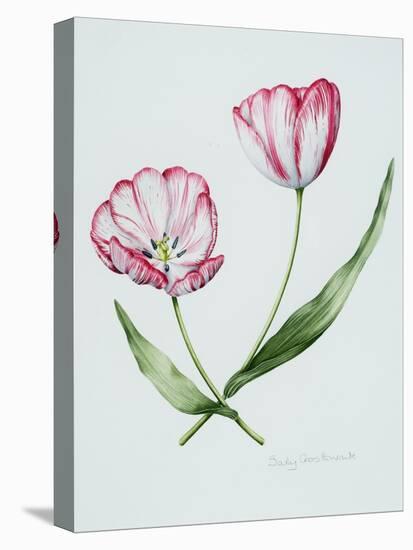 Florists Tulip Mabel-Sally Crosthwaite-Stretched Canvas