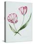 Florists Tulip Mabel-Sally Crosthwaite-Stretched Canvas