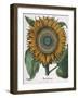 Flos Solis Maior, 1613-Johann Ernst Rentsch-Framed Giclee Print