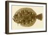 Flounder-null-Framed Giclee Print