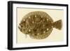 Flounder-null-Framed Giclee Print