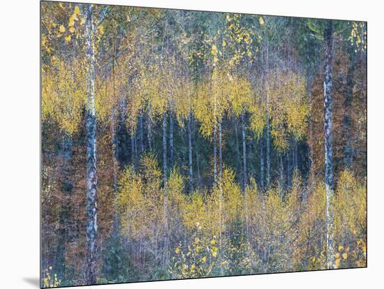 Flourishing Forest-Mikael Svensson-Mounted Art Print