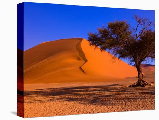 Flourishing Tree with Soussevlei Sand Dune, Namibia-Joe Restuccia III-Stretched Canvas