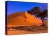 Flourishing Tree with Soussevlei Sand Dune, Namibia-Joe Restuccia III-Stretched Canvas