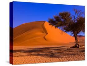 Flourishing Tree with Soussevlei Sand Dune, Namibia-Joe Restuccia III-Stretched Canvas