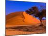 Flourishing Tree with Soussevlei Sand Dune, Namibia-Joe Restuccia III-Mounted Premium Photographic Print