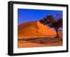 Flourishing Tree with Soussevlei Sand Dune, Namibia-Joe Restuccia III-Framed Photographic Print