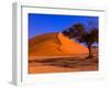 Flourishing Tree with Soussevlei Sand Dune, Namibia-Joe Restuccia III-Framed Photographic Print