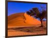 Flourishing Tree with Soussevlei Sand Dune, Namibia-Joe Restuccia III-Framed Photographic Print