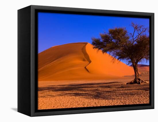 Flourishing Tree with Soussevlei Sand Dune, Namibia-Joe Restuccia III-Framed Stretched Canvas