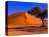 Flourishing Tree with Soussevlei Sand Dune, Namibia-Joe Restuccia III-Stretched Canvas