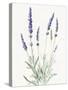 Floursack Lavender I on Linen-Danhui Nai-Stretched Canvas