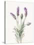 Floursack Lavender II on Linen-Danhui Nai-Stretched Canvas