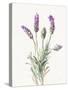 Floursack Lavender II on Linen-Danhui Nai-Stretched Canvas