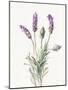 Floursack Lavender II on Linen-Danhui Nai-Mounted Art Print