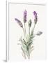 Floursack Lavender II on Linen-Danhui Nai-Framed Art Print