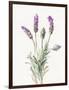 Floursack Lavender II on Linen-Danhui Nai-Framed Art Print