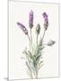 Floursack Lavender II on Linen-Danhui Nai-Mounted Art Print