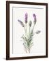 Floursack Lavender II on Linen-Danhui Nai-Framed Art Print