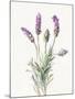 Floursack Lavender II on Linen-Danhui Nai-Mounted Art Print