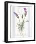 Floursack Lavender II-Danhui Nai-Framed Art Print