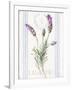 Floursack Lavender II-Danhui Nai-Framed Art Print