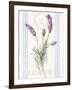 Floursack Lavender II-Danhui Nai-Framed Art Print