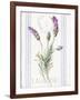 Floursack Lavender II-Danhui Nai-Framed Art Print