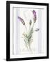 Floursack Lavender II-Danhui Nai-Framed Art Print