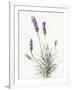 Floursack Lavender III on Linen-Danhui Nai-Framed Art Print