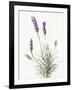 Floursack Lavender III on Linen-Danhui Nai-Framed Art Print