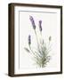 Floursack Lavender III on Linen-Danhui Nai-Framed Art Print