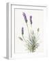 Floursack Lavender III on Linen-Danhui Nai-Framed Art Print