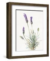 Floursack Lavender III on Linen-Danhui Nai-Framed Art Print