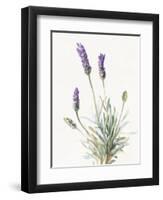 Floursack Lavender III on Linen-Danhui Nai-Framed Art Print