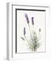 Floursack Lavender III on Linen-Danhui Nai-Framed Art Print