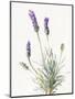 Floursack Lavender III on Linen-Danhui Nai-Mounted Art Print