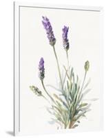 Floursack Lavender III on Linen-Danhui Nai-Framed Art Print